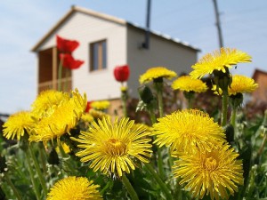 Как купить дачу в Подмосковье?
